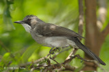 Bulbul, Ashy @ Panti