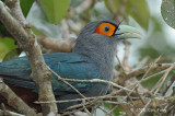 Malkoha, Chesnut-bellied @ Mandai Orchid Garden