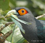 Malkoha, Chesnut-bellied @ Mandai Orchid Garden