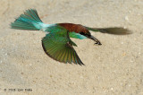 Bee-eater, Blue-throated @ Punggol