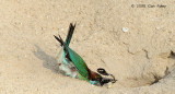 Bee-eater, Blue-throated @ Punggol