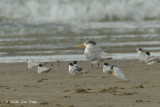 Tern, Swift @ Changi