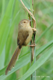 Prinia, Plain @ Hong Kong Wetlands Park