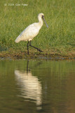 Spoonbill, Black-faced @ Hong Kong Wetlands Park