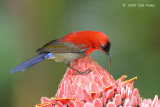Sunbird, Crimson (male) @ MOG