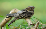 Nightjar, Large-tailed @ Bidadari