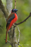 Trogon, Diards (male)