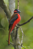 Trogon, Diards (male)