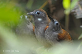 Babbler, Chestnut-winged