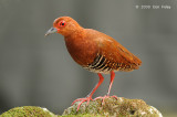 Crake, Red-Legged @ Botanic Gardens