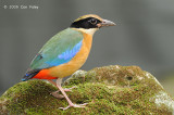 Pitta, Blue-Winged @ Botanic Garden