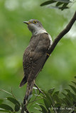 Cuckoo, Indian (male) @ Bidadari