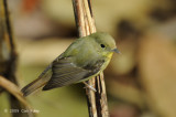 Flycatcher, Green-backed (female) @ Lower Peirce
