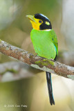 Broadbill, Long-tailed @ Telecom Loop