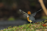 Thrush, Orange-headed @ Telecom Loop