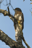Cuckoo, Dark Hawk @ Richmond Bungalow