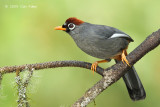 Laughingthrush, Chestnut-capped  @ Jalan Lady Guillemard