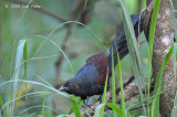 Coucal, Philippine (adult) @ Subic