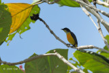 Flowerpecker, Orange-bellied (male) @ PICOP