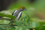 Flowerpecker, Olive-backed (male) @ PICOP