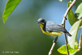 Flowerpecker, Palawan (male) @ Palawan