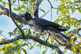 Crow, Large-billed @ The Dump