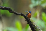Kingfisher, Blue-eared @ Sabang