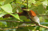 Malkoha, Raffless (female)