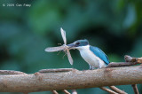 Kingfisher, Collared @ Caylabne Bay