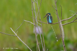 Kingfisher, Common @ Candaba Marsh