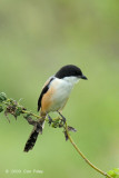 Shrike, Long-tailed @ Luzon