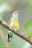 Sunbird, Cooper-throated (female) @ Sabang