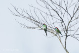 Bee-eater, Blue-throated @ Telecom Loop