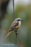 Shrike, Brown @ Jln High Pines