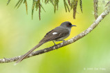 Sibia, Long-tailed @ Jalan Lady Guillemard