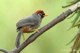 Laughingthrush, Chestnut-capped @ Jalan Lady Guillemard