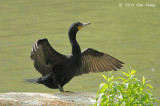 Cormorant, Double-crested
