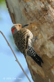 Flicker, Northern (male) @ Central Park, NY
