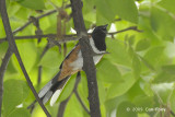 Towhee, Eastern (male) @ Rock Creek Park, DC