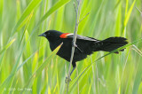 Blackbird, Red-winged (male) @ Cape May, NJ