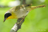 Yellowthroat, Common (male) @ Central Park, NY