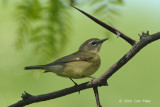 Warbler, Black-thoated Blue (female) @ Central Park, NY