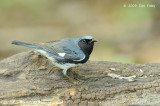 Warbler, Black-throated Blue (male) @ Central Park, NY