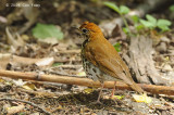 Thrush, Wood @ Central Park, NY