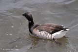 Brant @ New York Harbor, NY