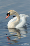 Swan, Mute @ Cape May, NY