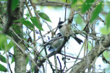 Chickadee, Carolina @ Charlottesville, VA