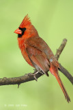 Cardinal, Northern (male) @ Central Park, NY