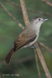 Babbler, Sooty-Capped