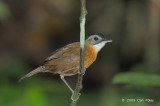 Babbler, Black-capped